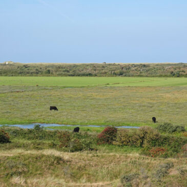 De Muy (NP Duinen van Texel)