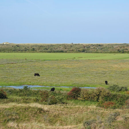 De Muy (NP Duinen van Texel)
