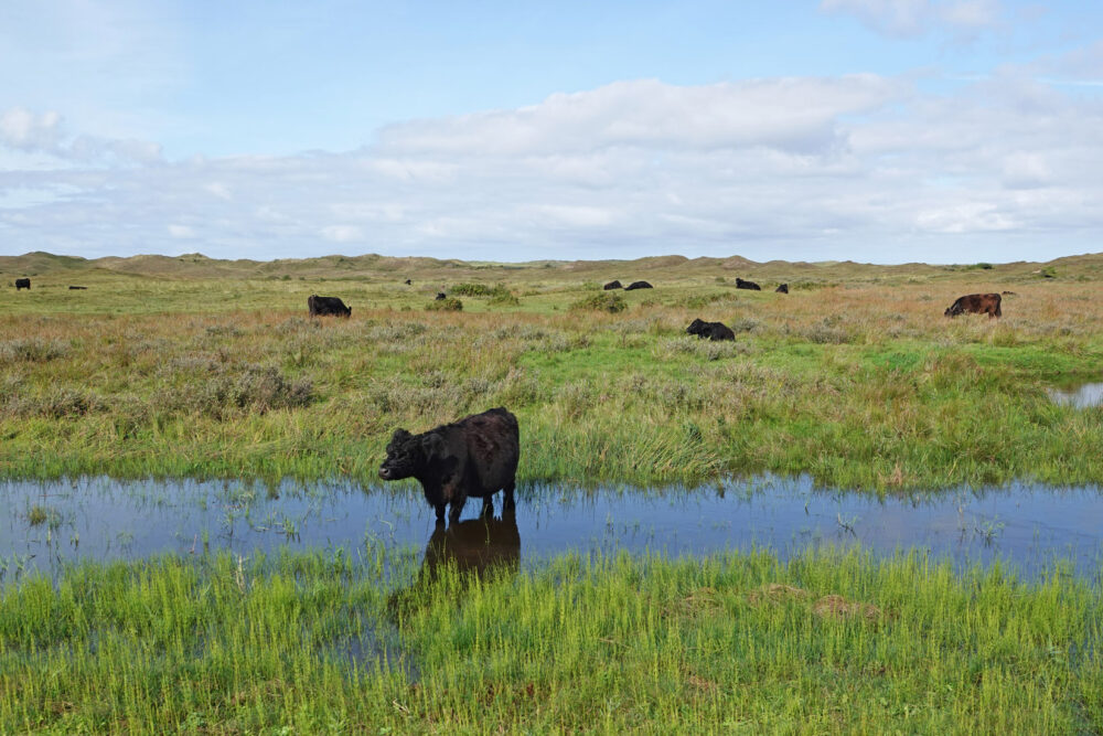 De Nederlanden (Nationaal Park Duinen van Texel)