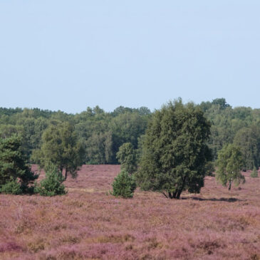 De Paardenslenkte (Springendal)