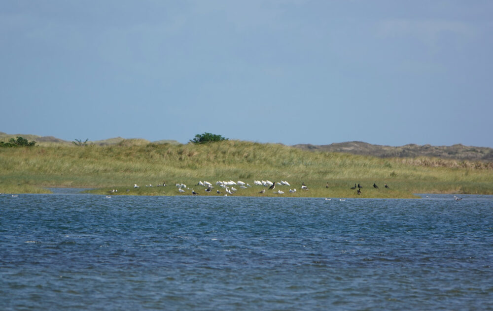 De Slufter (Nationaal Park Duinen van Texel)