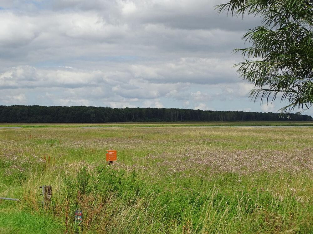 De Tjamme (Groninger Stuwwallen))