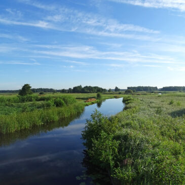 De Wieden (NP Weerribben-Wieden)