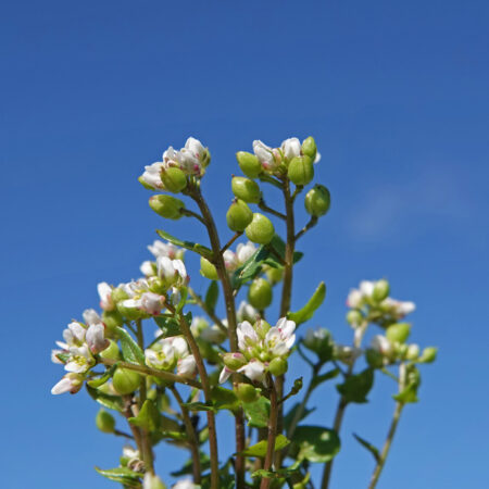Deens lepelblad
