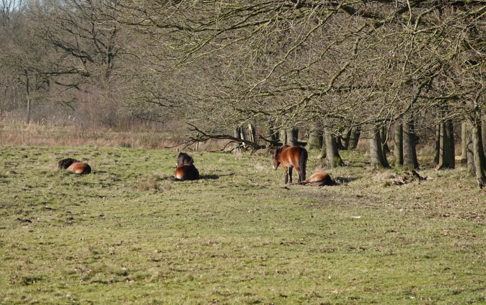 Delleboersterheide (De Hoorn)