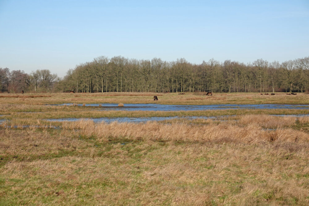 Delleboersterheide (De Hoorn)