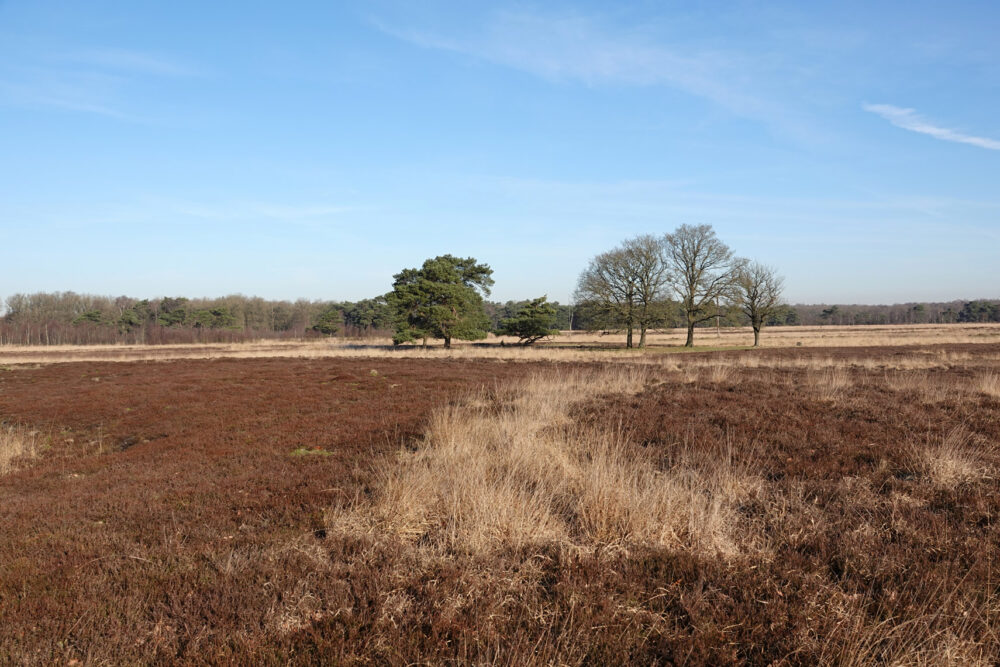 Delleboersterheide