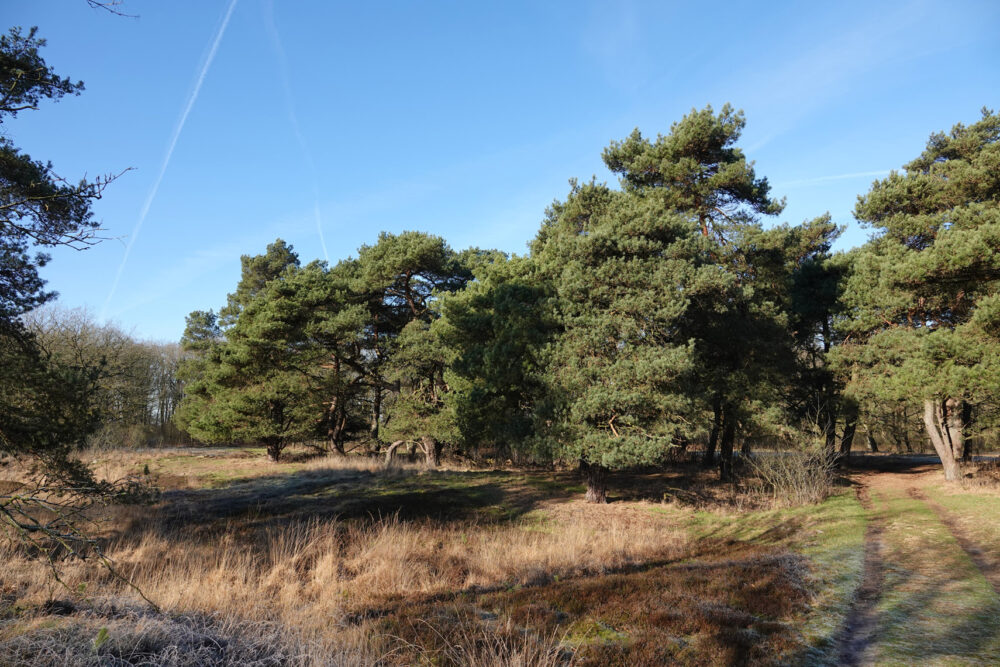 Delleboersterheide