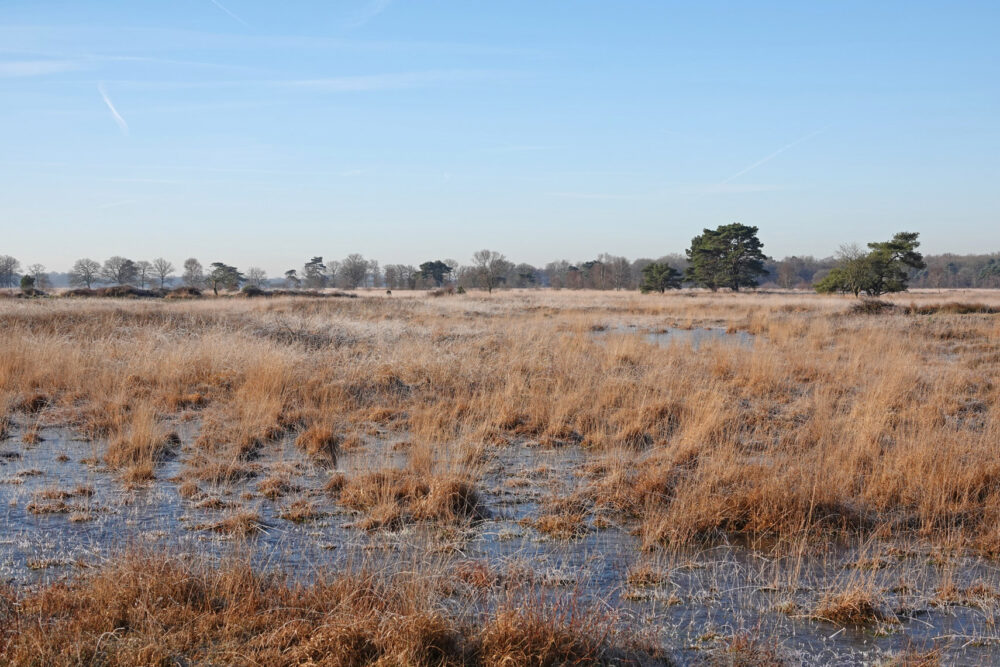 Delleboersterheide