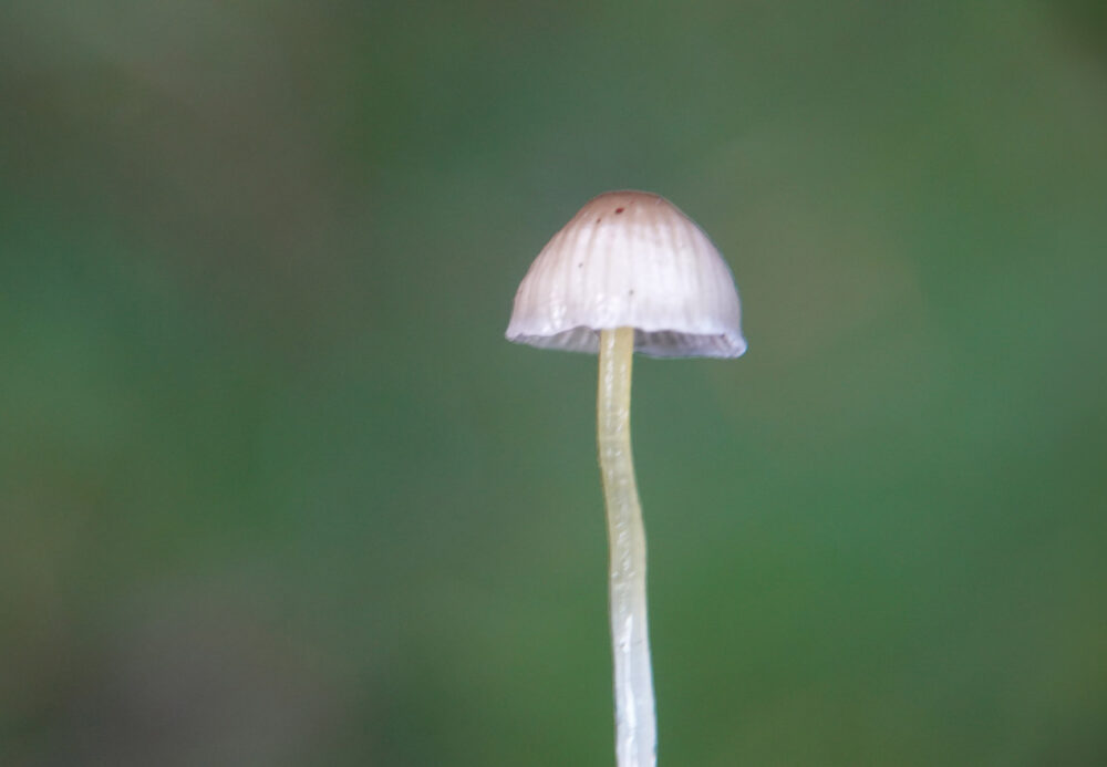 Dennenkleefsteelmycena
