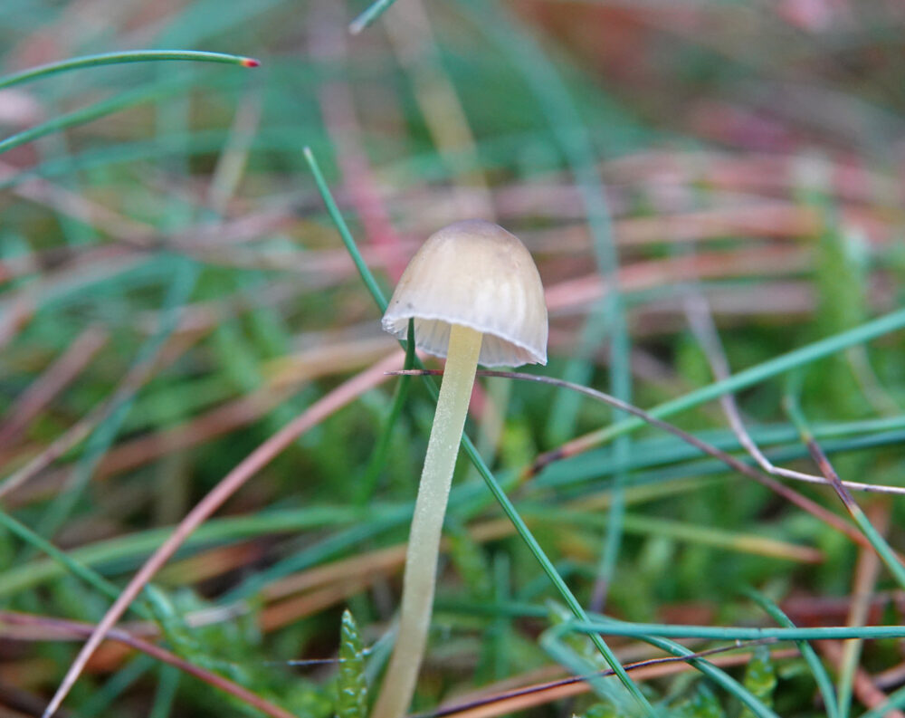 Dennenkleefsteelmycena