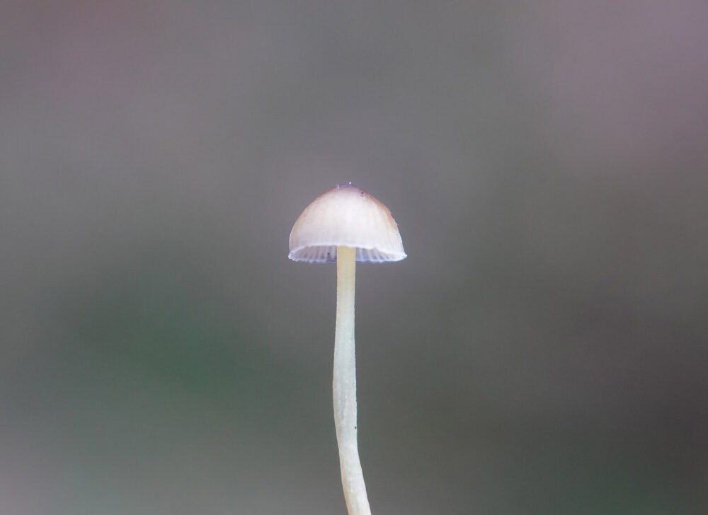 Dennenkleefsteelmycena