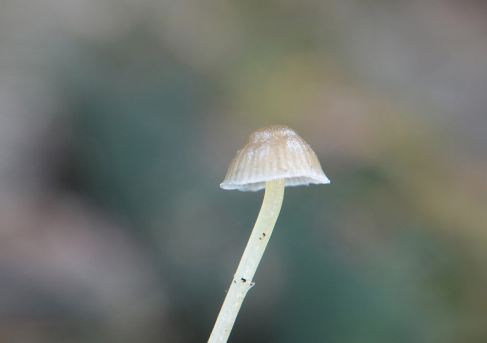 Dennenmycena