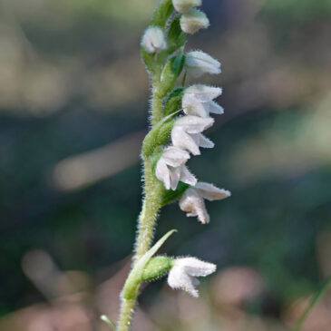 Dennenorchis