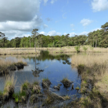 Diakonievene (Friesland)