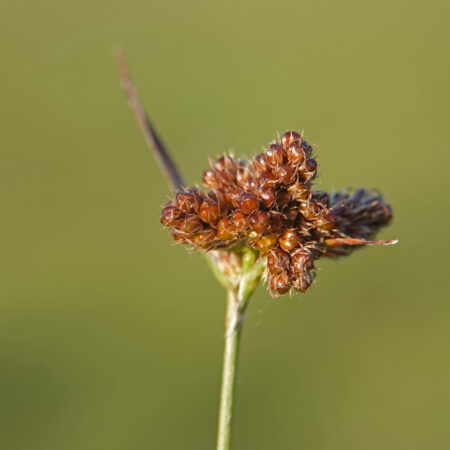 Dichte veldbies