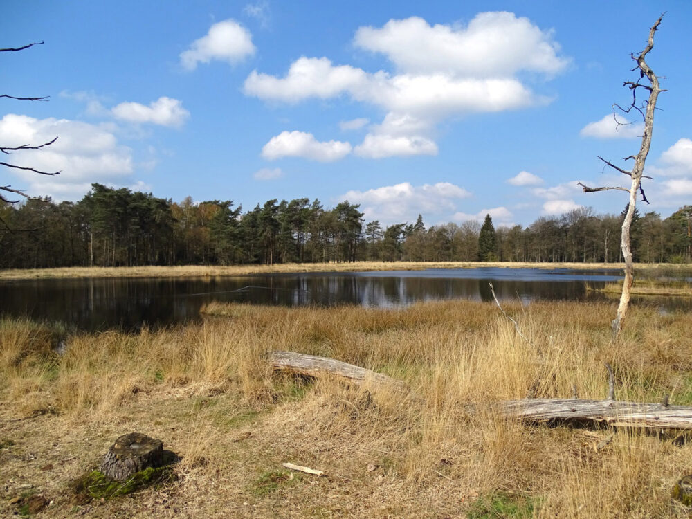Diepveen (Dwingelderveld)
