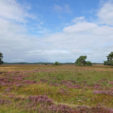 Doldersummerveld (NP Drents-Friese Wold)