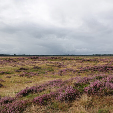 Doldersummerveld