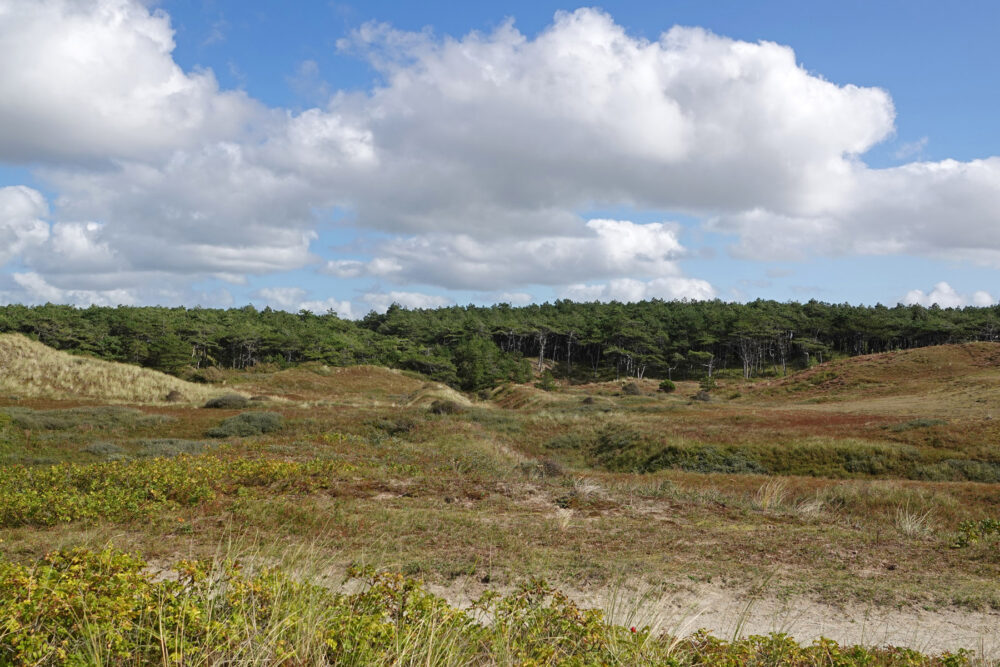 Donkere Duinen