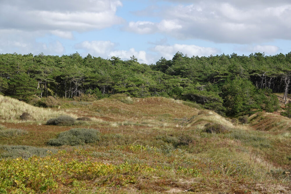 Donkere Duinen