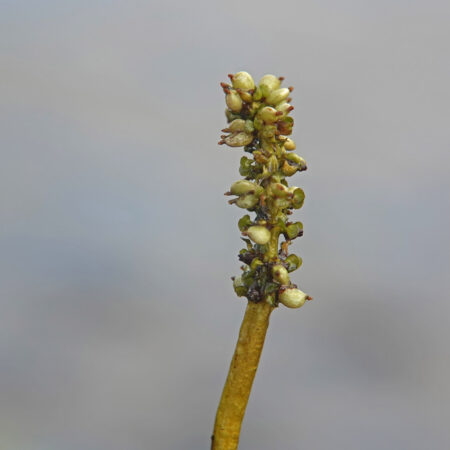 Doorgroeid fonteinkruid