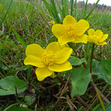 Dotterbloem