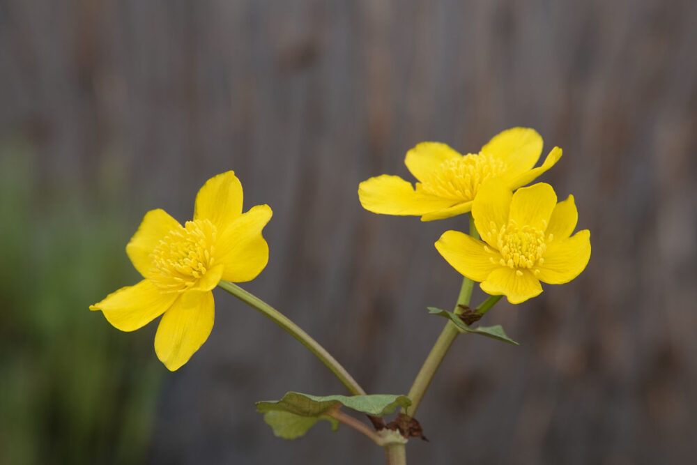 Dotterbloem (Onlanden)