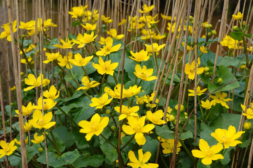 Dotterbloemen