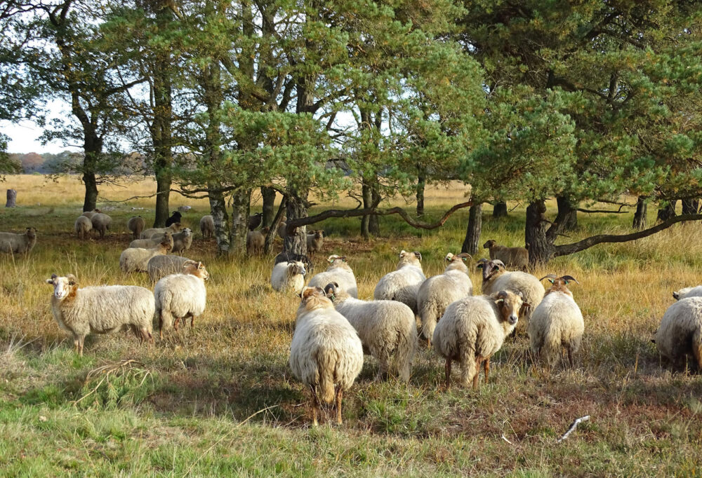 Drents heideschaap Delleboersterheide