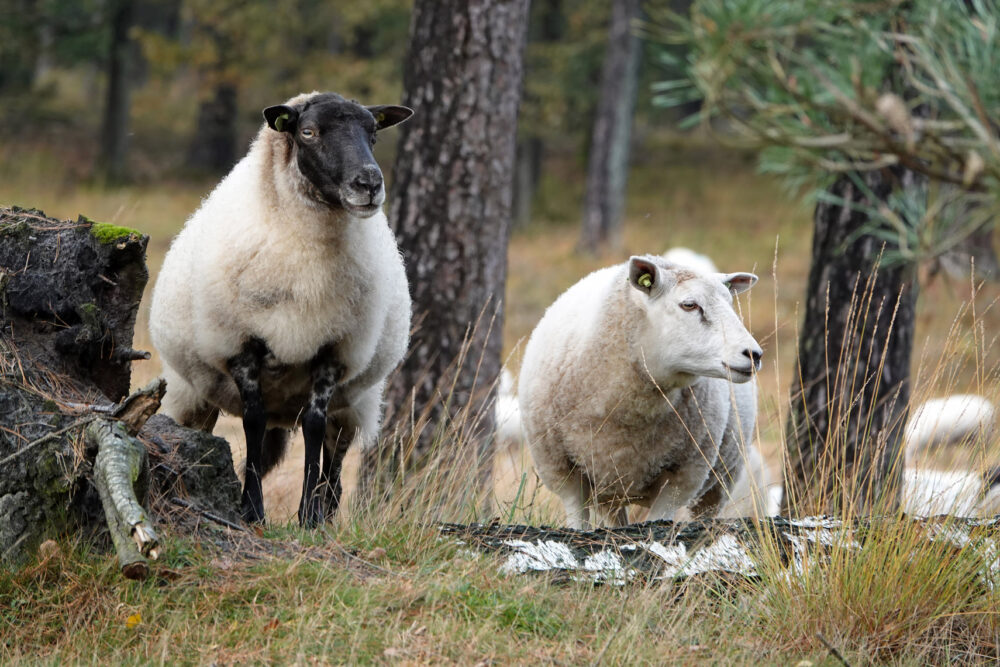 Drentsch heideschaap (Dwingelderveld)