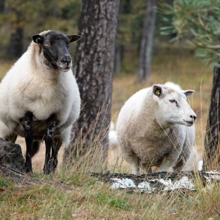 Drentsch heideschaap (Dwingelderveld)