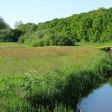 Drentsche Aa (Schipborgse Diep)