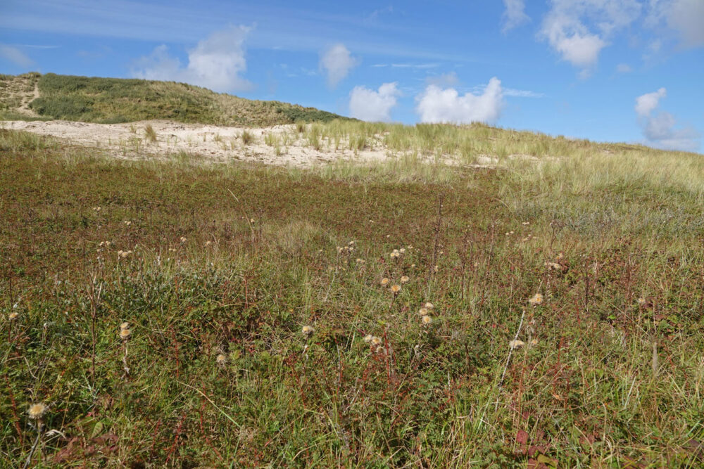 Driedistels in de Noordduinen