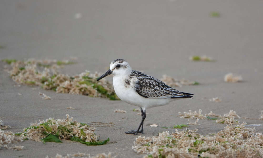 Drieteenstrandloper (Schoorl aan zee)