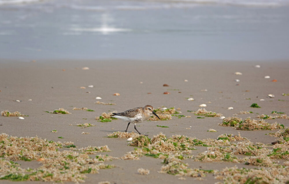 Drieteenstrandloper (Schoorl aan zee)