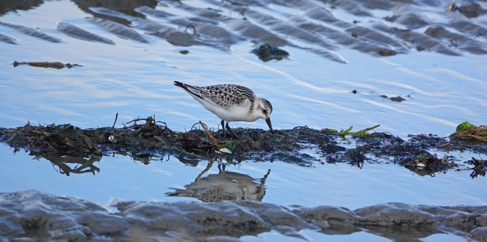 Drieteenstrandloper (Uithuizerwad)