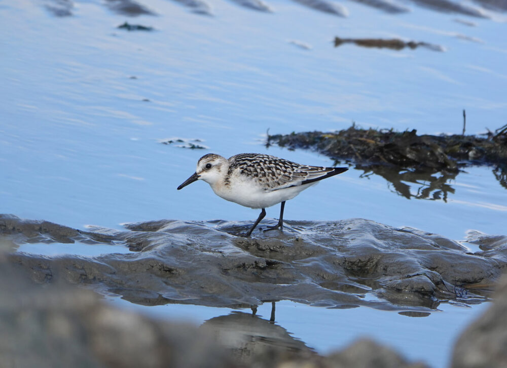 Drieteenstrandloper (Uithuizerwad)