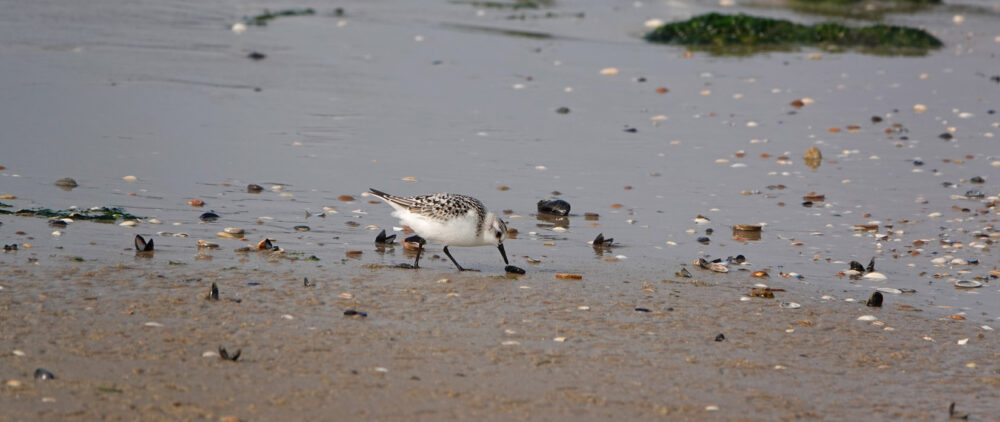 Drieteenstrandloper op strand