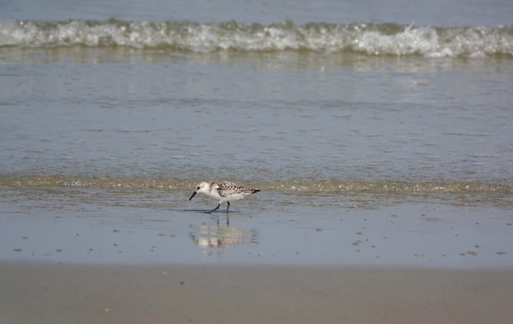 Drieteenstrandloper (strand op Ameland)