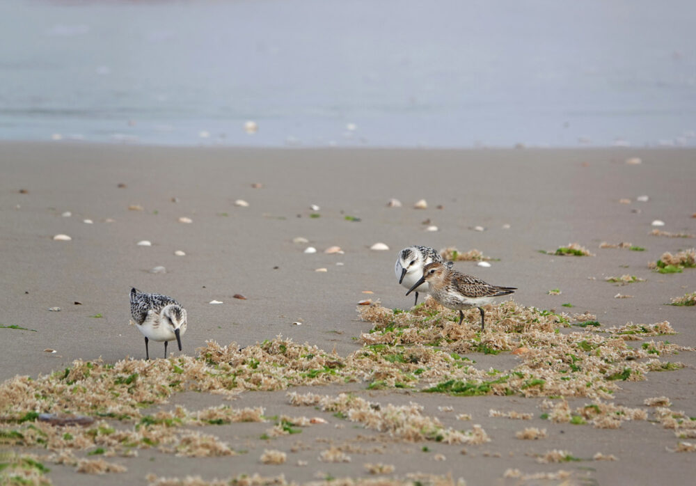 Drieteenstrandlopers (Schoorl aan zee)