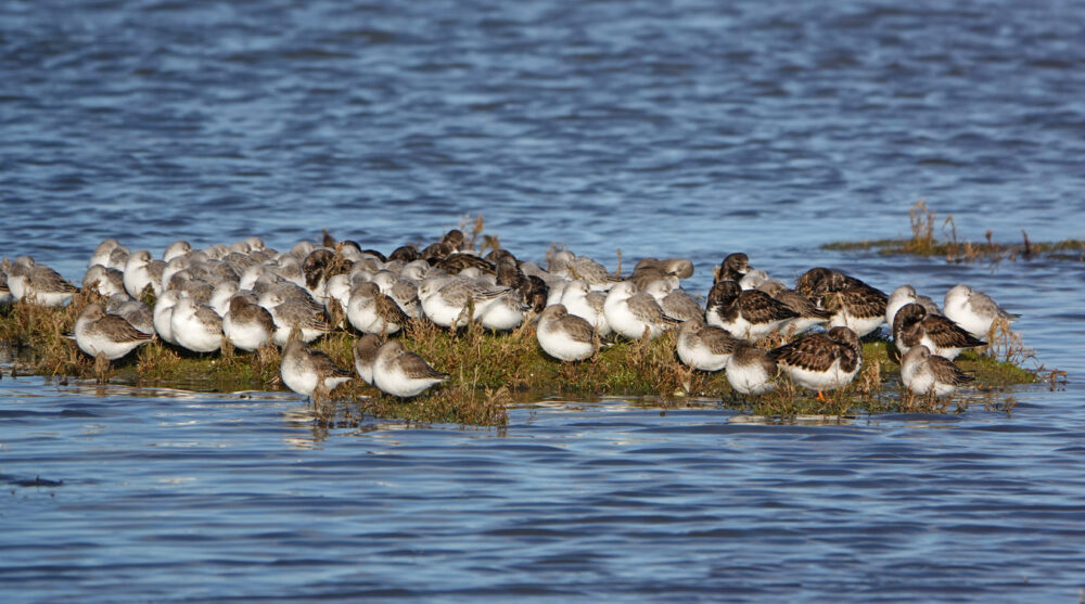 Drieteenstrandlopers en steenlopers op hoogwatervluchtplaats