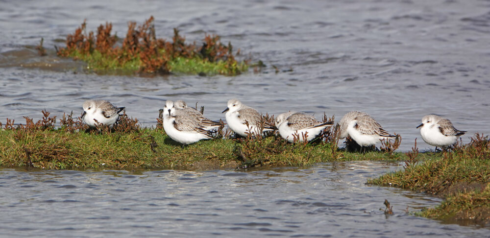 Drieteenstrandlopers op het wad (Rommelhoek)
