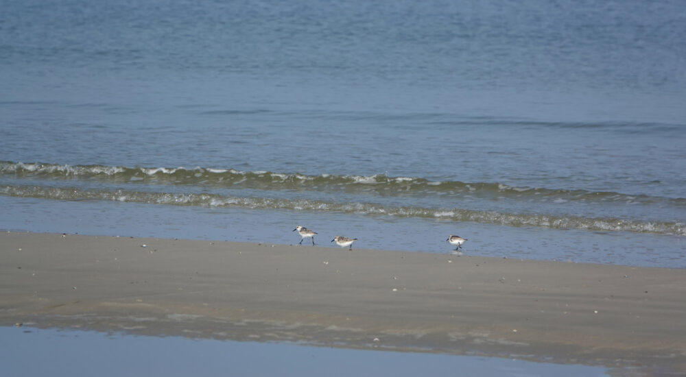 Drieteenstrandlopers op strand (Ameland)