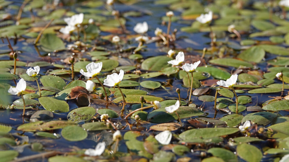 Drijvende waterweegbree