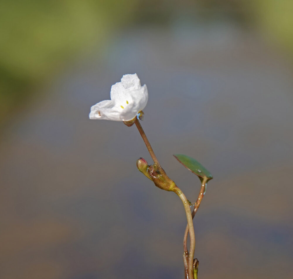 Drijvende waterweegbree