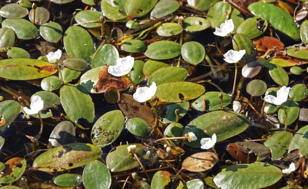 Drijvende waterweegbree