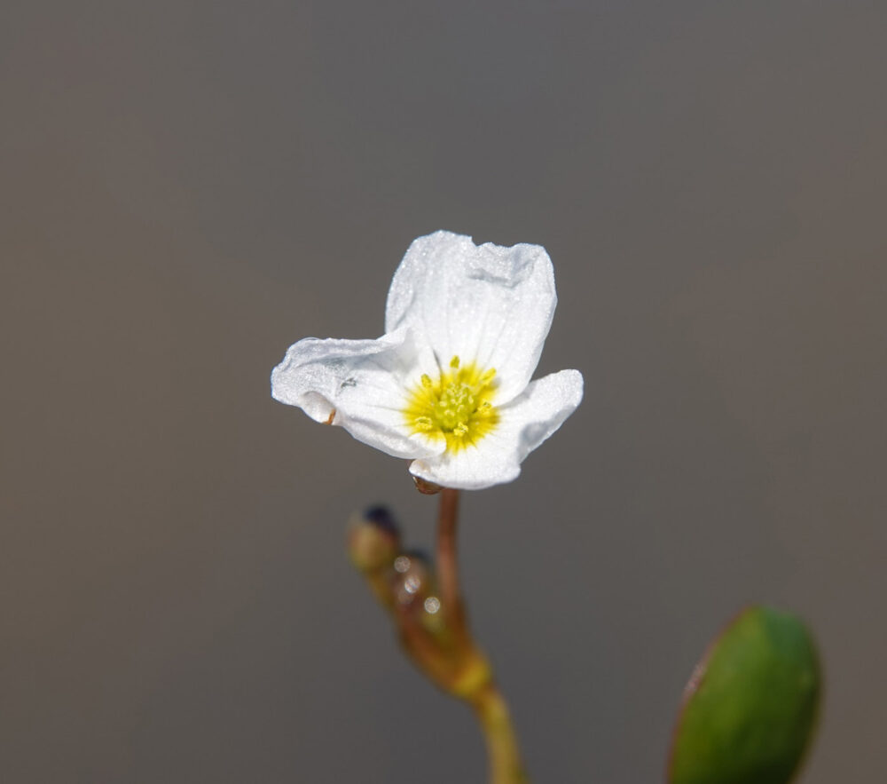 Drijvende waterweegbree
