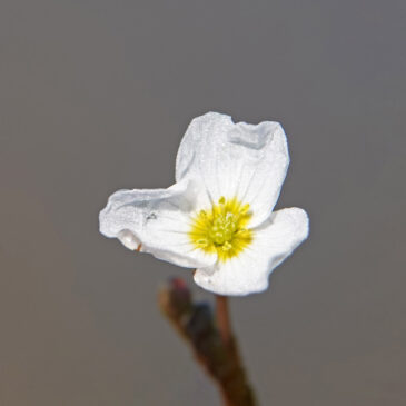 Drijvende waterweegbree