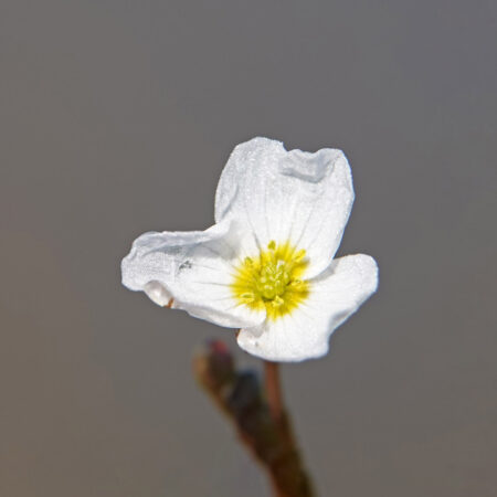 Drijvende waterweegbree